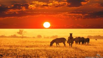 African safari. One day, it'll happen.